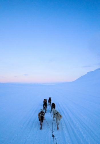 Svalbard, Svalbard and Jan Mayen, dog riding Wallpaper 1640x2360