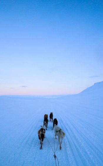Svalbard, Svalbard and Jan Mayen, dog riding Wallpaper 1752x2800