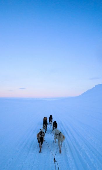 Svalbard, Svalbard and Jan Mayen, dog riding Wallpaper 1200x2000