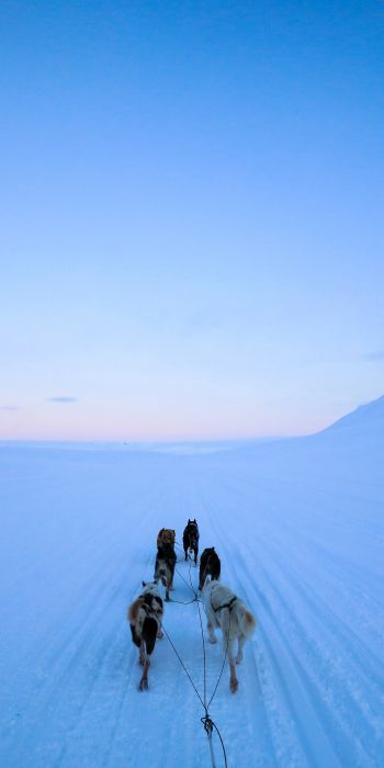 Svalbard, Svalbard and Jan Mayen, dog riding Wallpaper 720x1440