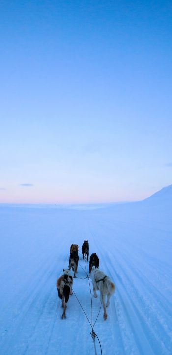 Svalbard, Svalbard and Jan Mayen, dog riding Wallpaper 1440x2960