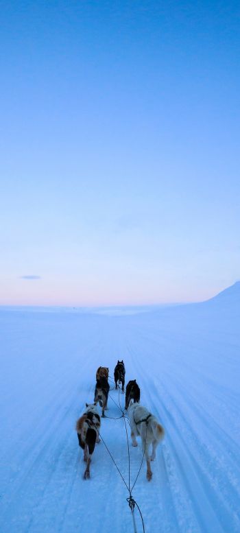Svalbard, Svalbard and Jan Mayen, dog riding Wallpaper 720x1600