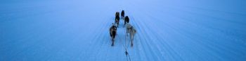Svalbard, Svalbard and Jan Mayen, dog riding Wallpaper 1590x400