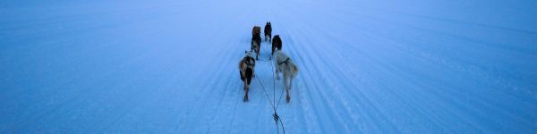 Svalbard, Svalbard and Jan Mayen, dog riding Wallpaper 1590x400