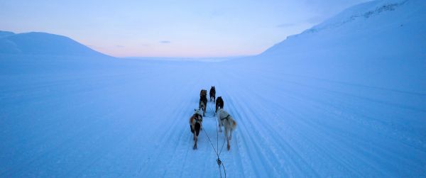 Svalbard, Svalbard and Jan Mayen, dog riding Wallpaper 3440x1440