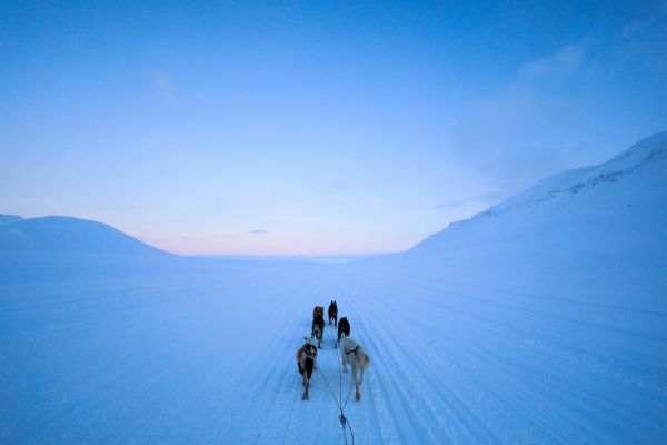 Svalbard, Svalbard and Jan Mayen, dog riding Wallpaper 6720x4480