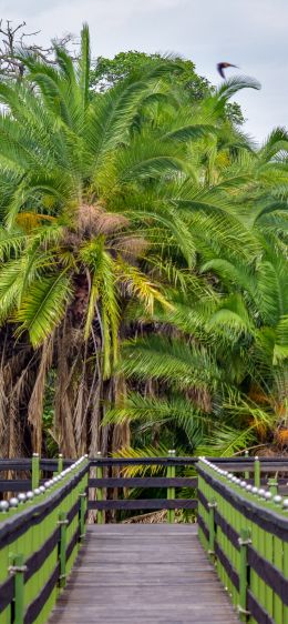 Обои 1125x2436 Национальный заповедник Масаи-Мара, пальмы