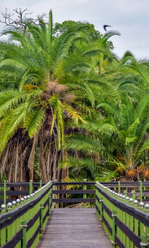 Masai Mara National Reserve, palm trees Wallpaper 1200x2000