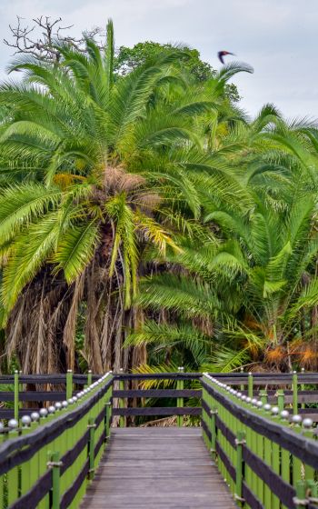 Обои 1600x2560 Национальный заповедник Масаи-Мара, пальмы