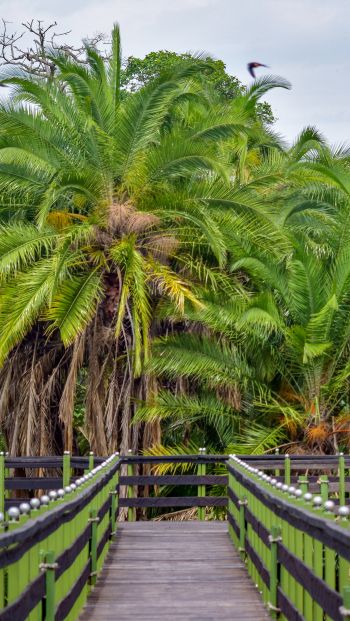 Обои 640x1136 Национальный заповедник Масаи-Мара, пальмы
