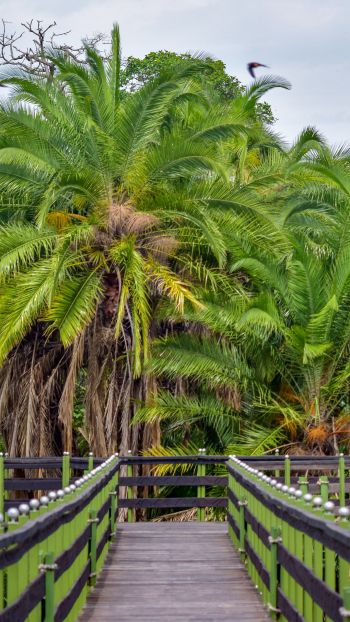 Обои 720x1280 Национальный заповедник Масаи-Мара, пальмы