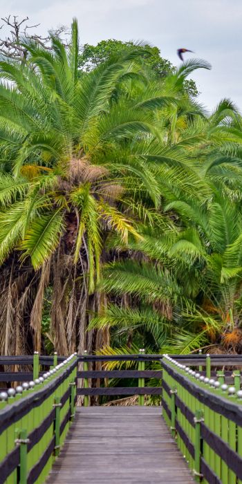Обои 720x1440 Национальный заповедник Масаи-Мара, пальмы
