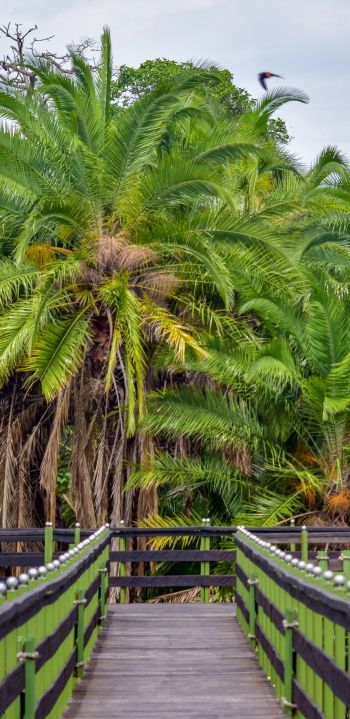 Обои 1080x2220 Национальный заповедник Масаи-Мара, пальмы