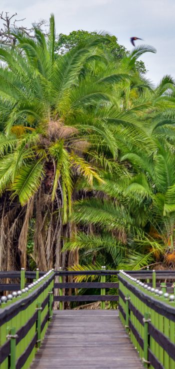 Обои 1080x2280 Национальный заповедник Масаи-Мара, пальмы