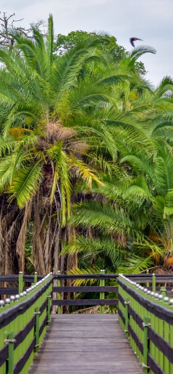 Обои 1125x2436 Национальный заповедник Масаи-Мара, пальмы