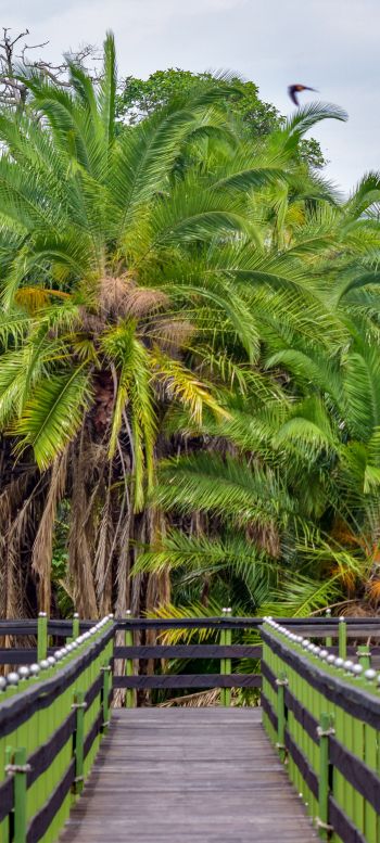 Обои 1080x2400 Национальный заповедник Масаи-Мара, пальмы