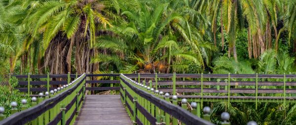 Masai Mara National Reserve, palm trees Wallpaper 2560x1080