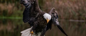 bald eagle, bird Wallpaper 2560x1080