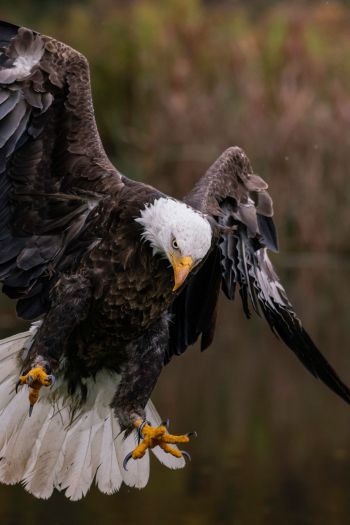 bald eagle, bird Wallpaper 640x960