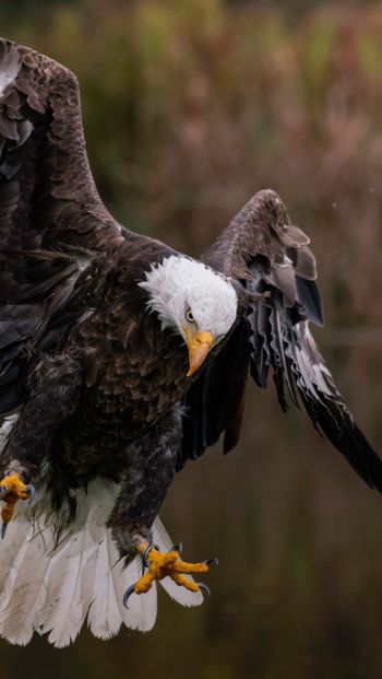 bald eagle, bird Wallpaper 640x1136
