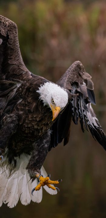 bald eagle, bird Wallpaper 1080x2220