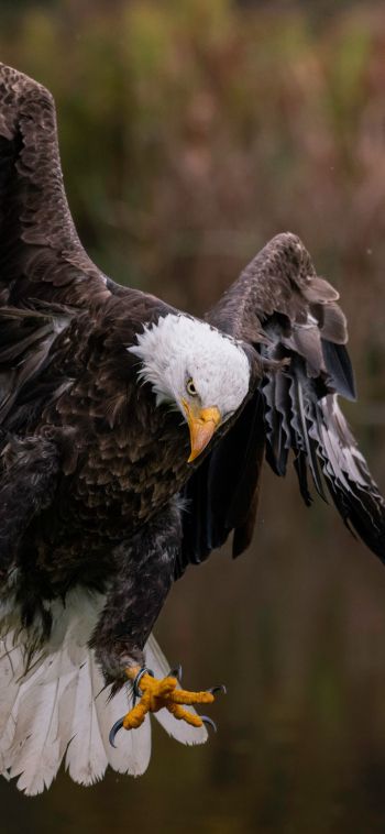 bald eagle, bird Wallpaper 1080x2340