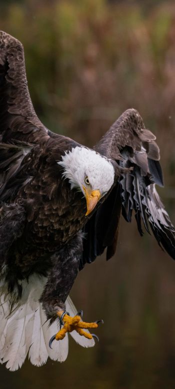 bald eagle, bird Wallpaper 1080x2400