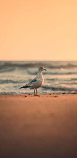 sea, seagull, sunset Wallpaper 1440x2960