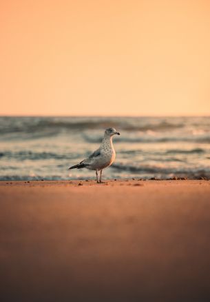 sea, seagull, sunset Wallpaper 3913x5625