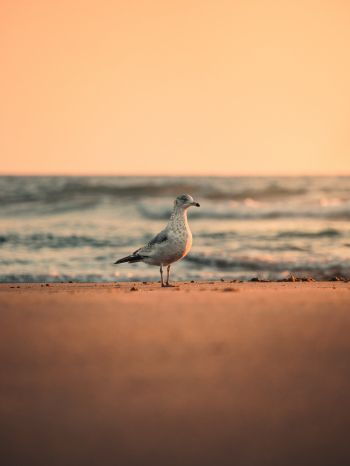 sea, seagull, sunset Wallpaper 1536x2048
