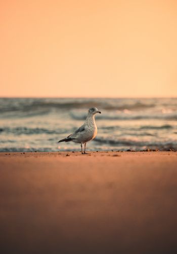sea, seagull, sunset Wallpaper 1668x2388