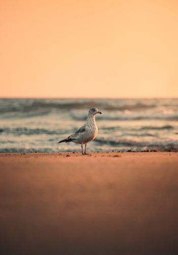 sea, seagull, sunset Wallpaper 1640x2360