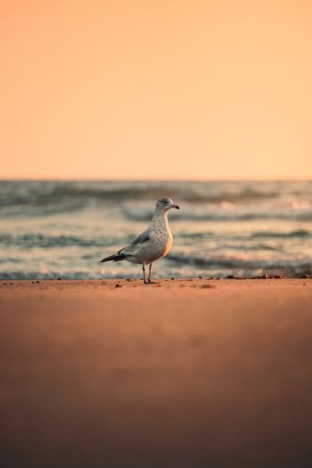 sea, seagull, sunset Wallpaper 640x960