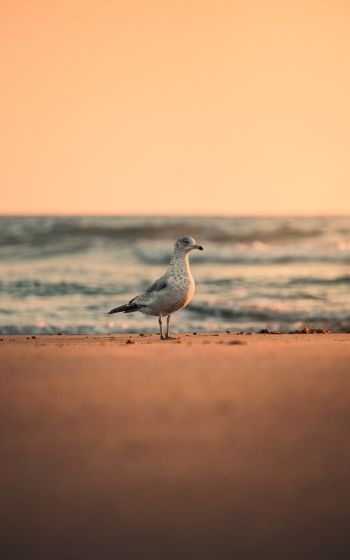 sea, seagull, sunset Wallpaper 800x1280