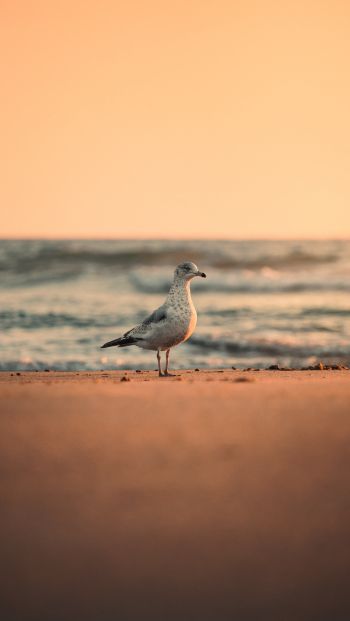sea, seagull, sunset Wallpaper 640x1136