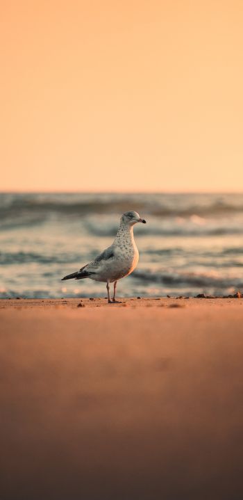 sea, seagull, sunset Wallpaper 1440x2960