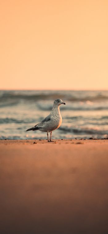 sea, seagull, sunset Wallpaper 1284x2778