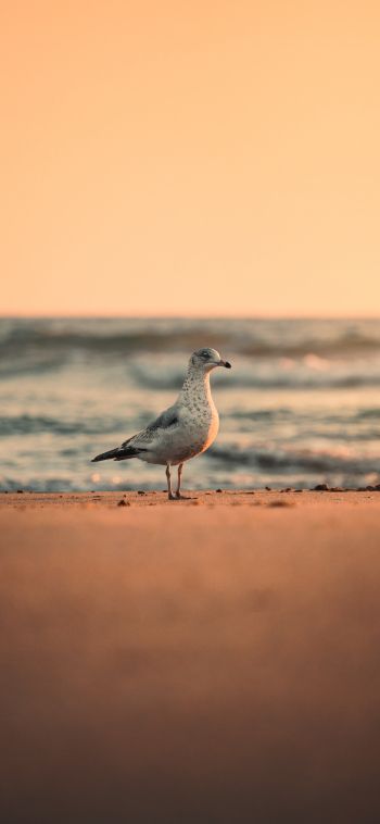 sea, seagull, sunset Wallpaper 1080x2340