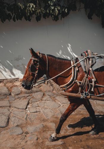Обои 1668x2388 Парати, штат Рио-де-Жанейро, Бразилия, лошадь