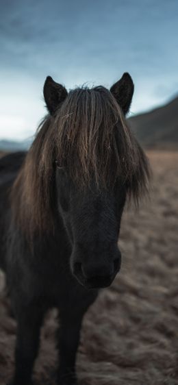 Обои 1284x2778 Исландия, конь, лошадь
