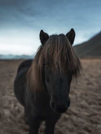Обои 1536x2048 Исландия, конь, лошадь