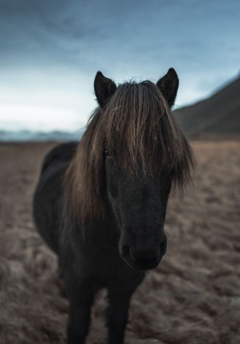 Обои 1668x2388 Исландия, конь, лошадь