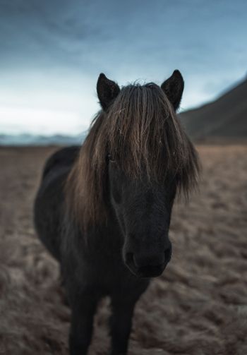 Обои 1640x2360 Исландия, конь, лошадь