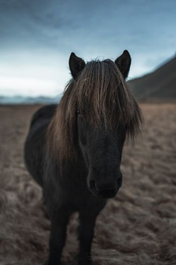 Обои 640x960 Исландия, конь, лошадь