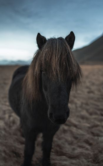 Обои 1752x2800 Исландия, конь, лошадь