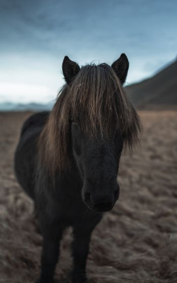 Обои 1200x1920 Исландия, конь, лошадь