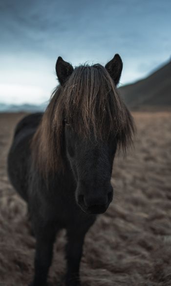 Обои 1200x2000 Исландия, конь, лошадь