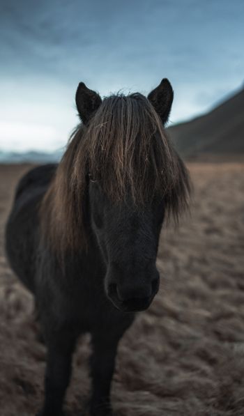 Обои 600x1024 Исландия, конь, лошадь