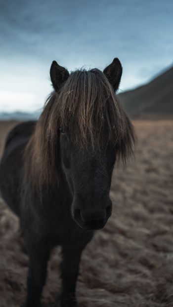 Обои 1080x1920 Исландия, конь, лошадь