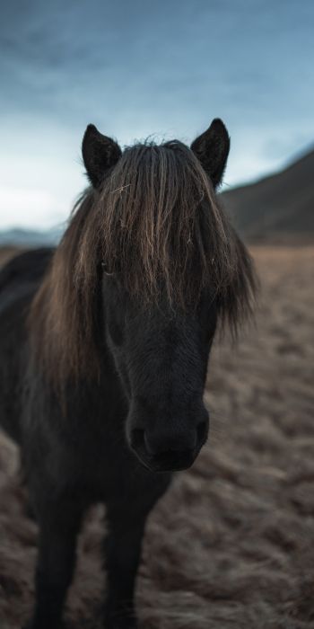Iceland, horse, horse Wallpaper 720x1440